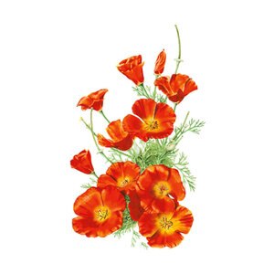 Poppy California Flower Seed Mikado 1 gm