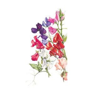 Sweet Pea Flower Seed Early Multiflora Blend 3 gm