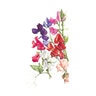 Sweet Pea Flower Seed Early Multiflora Blend 3 gm
