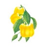 Pepper Sweet Yellow Vegetable Seed Golden Cal Wonder Organic 20 Seeds