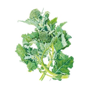 Broccoli Vegetable Seed Raab Rapini Organic 1 gm