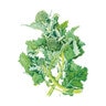 Broccoli Vegetable Seed Raab Rapini Organic 1 gm