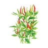 Pepper Chile Vegetable Seed Thai Hot 20 Seeds