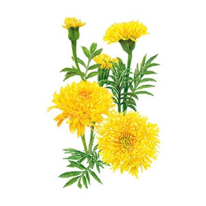 Marigold African Phyllis Yellow Flower Seed 100 mg
