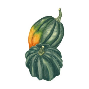 Squash Winter Acorn Table King Organic Vegetable Seed 2 gm