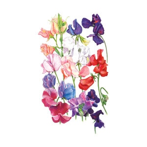 Sweet Pear Elegance Blend Flower Seed 3 gm