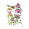 Bee Balm Lambada Flower Seed 50 mg