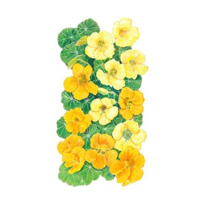 Nasturtium Butterscotch Flower Seed 3 gm