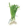 Onion Bunching Lisbon Organic Seed White 1 gm