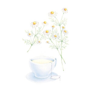Chamomile German Organic Seed 500 mg