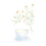 Chamomile German Organic Seed 500 mg