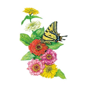 Zinnia Thumbelina Organic Flower Seed 400 mg