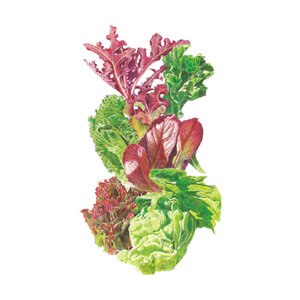 Lettuce Mesclun Grmt Baby Organic Vegetable Seed 1.5 gm