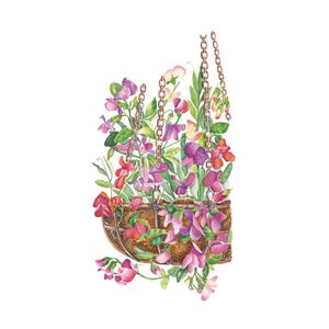 Sweet Pea Little Sweetheart Blend Flower Seed 3 gm