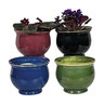 Pot African Violet Self-Watering Assorted Colors 6-1/4 in. x 5 in.