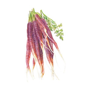 Carrot Cosmic Purple (BI) Seed