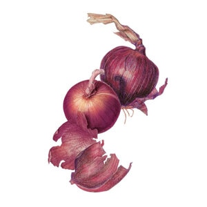 Onion Bulb (Red) Monastrell (ID) Org hybrid Seed