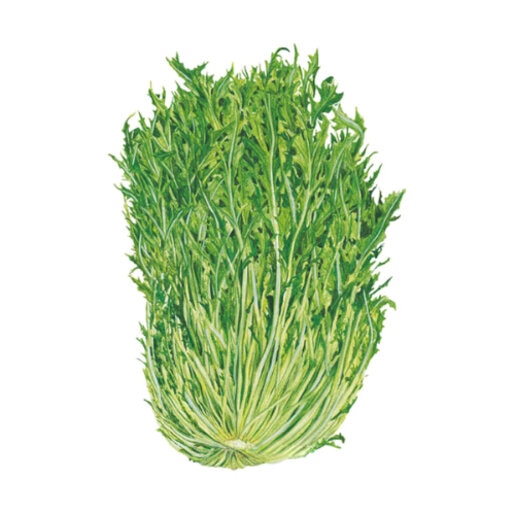 Mustard Mizuna Org Seed | SiteOne US