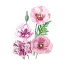 Poppy Corn Pandora Seed