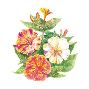 Four O'Clock Broken Colors Seed