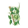 Bean Pole (Green) Blue Lake FM-1K Large Packet Seed