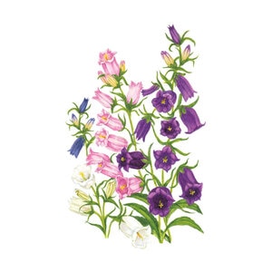 Canterbury Bells Blend Seed