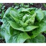 Lettuce Romaine  Vegetable Seed Little Gem Organic  1 gm
