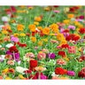 Zinnia Wildflower Seed California Giants 1.5 gm