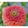 Zinnia Wildflower Seed California Giants 1.5 gm