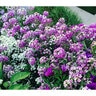 Alyssum Sweet Flower Seed Rosie ODay 250 mg