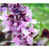 Basil Herb Seed Purple Petra Organic 500 mg