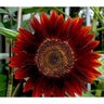 Sunflower Rouge Royale Hybrid Flower Seed 20 Seed/Bag