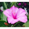 Four O'Clock Marvel of Peru Flower Seed 2 gm