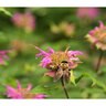 Bee Balm Lambada Flower Seed 50 mg