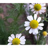Chamomile German Organic Seed 500 mg