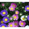 Aster China Blend Flower Seed 1 gm