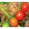 Tomato Cherry Gardener's Delight (BI) Seed