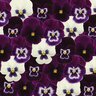 Viola x wittrockiana Panola XP Blackberry Sundae Mixture Pansy