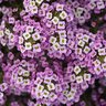 Lobularia maritima Easy Breezy Pink Alyssum