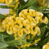 Celosia argentea Twisted Yellow Plummed Cockscomb