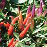 Capsicum annuum Sangria Ornamental Pepper