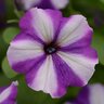 Petunia x Headliner Blueberry Swirl Petunia