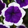 Petunia x Headliner Dark Violet Picotee Petunia