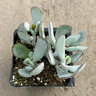 Cotyledon Orbiculata Silver Peak Pig's Ear