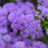 Ageratum houstonianum Monarch Magic Portfolio Floss Flower