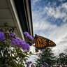 Ageratum houstonianum Monarch Magic Portfolio Floss Flower