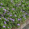 Ageratum houstonianum Monarch Magic Portfolio Floss Flower