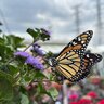 Ageratum houstonianum Monarch Magic Portfolio Floss Flower