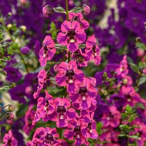 Angelonia angustifolia Guardian Angel Berry Sparkler Portfolio Summer Snapdragon 10 in. Decorative Container