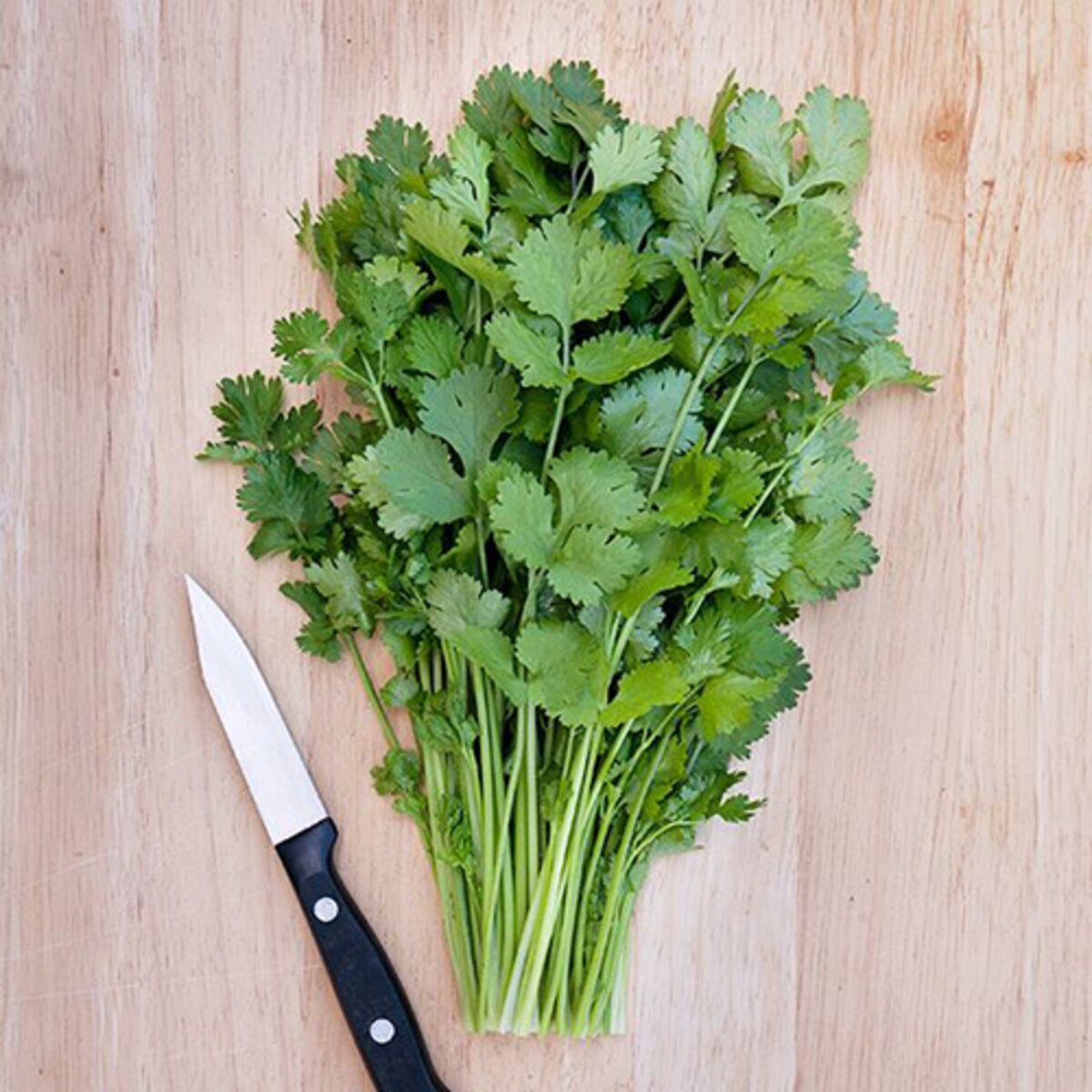 Caribe Cilantro Herb Seed 1/8 oz. Packet | SiteOne US